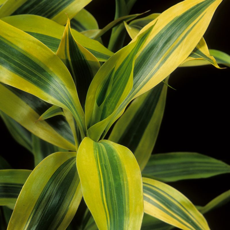 Problemas com Plantas Dracaena Marginata