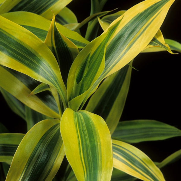 Problemas com Plantas Dracaena Marginata