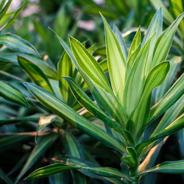 Tipos de Dracaena