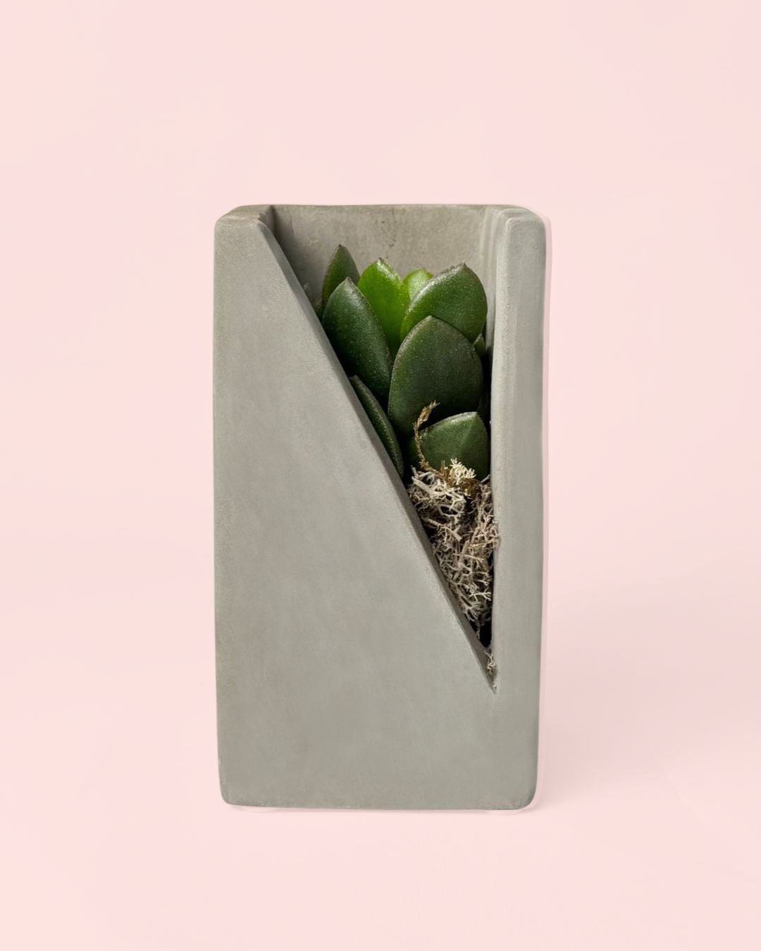 Duo Decorativo – Suculentas - Pur Plant