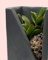 Duo Decorativo – Suculentas - Pur Plant