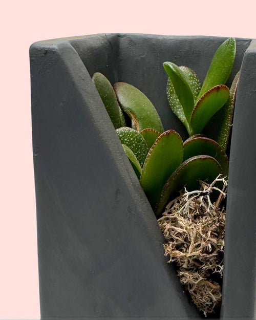 Duo Decorativo – Suculentas - Pur Plant