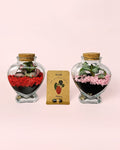 Duo Terrários Amor – Fittonia Mini