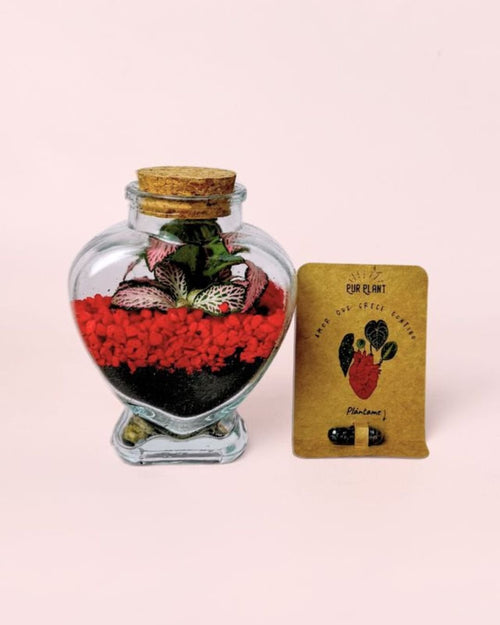 Duo Terrarios Love – Fittonia Mini - Pur Plant