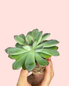 Echeveria Pulidonis Mini - Pur Plant