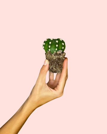 Echinopsis Oxygona Mini Cacto