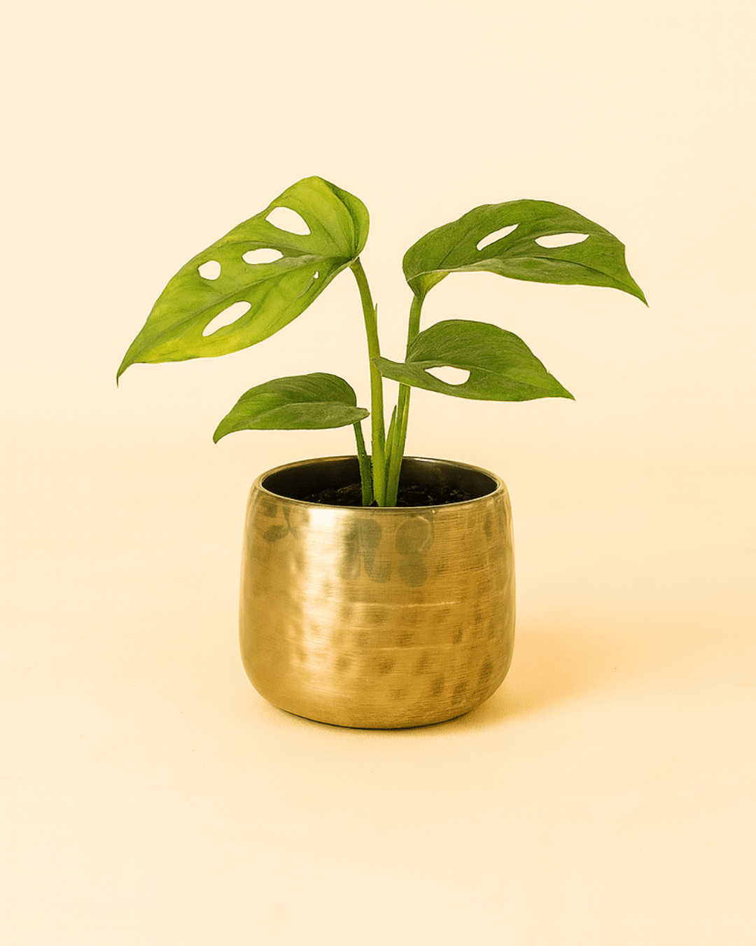 Elegans – Mini Maceta Dorada 6 cm - Pur Plant