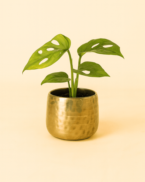 Elegans – Mini Maceta Dorada 6 cm - Pur Plant