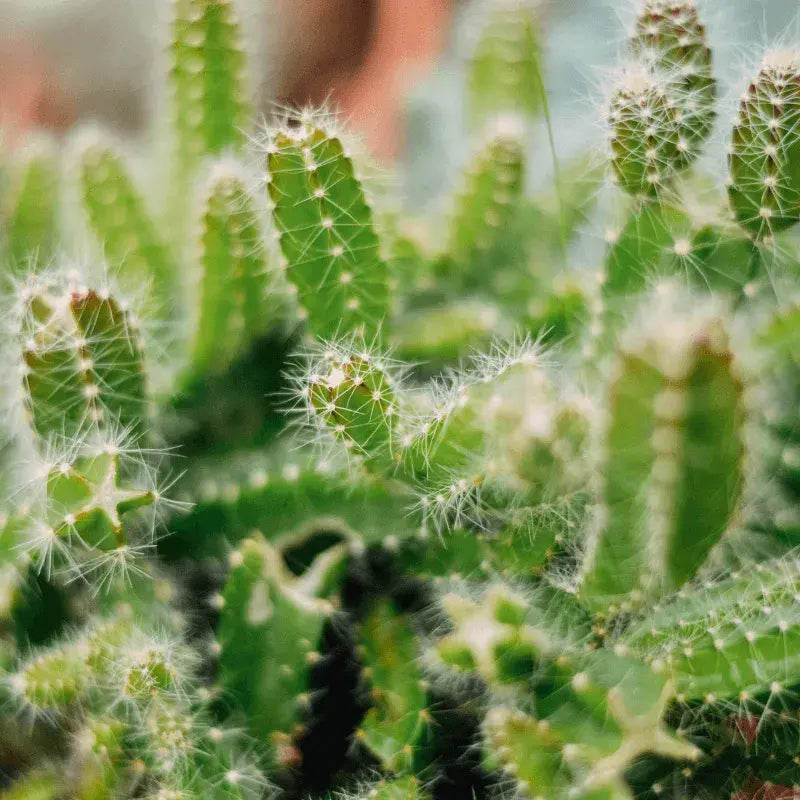Problemas Plantas Cactos
