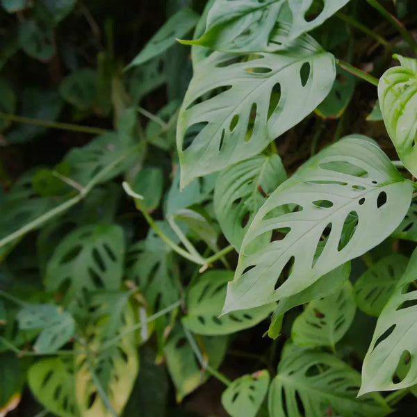 Problemas Plantas Monstera