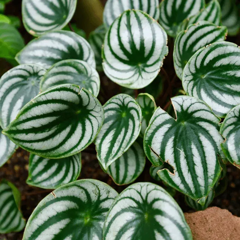 Problemas Plantas Peperomia