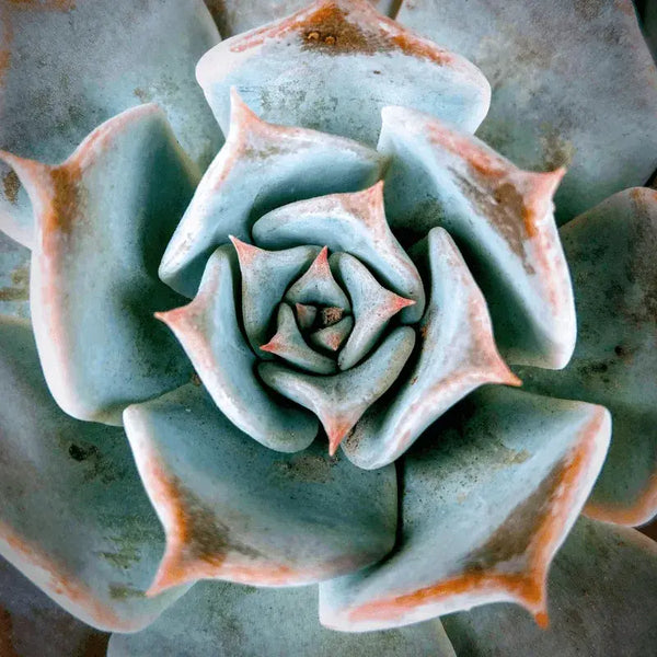 Problemas com Plantas Suculentas
