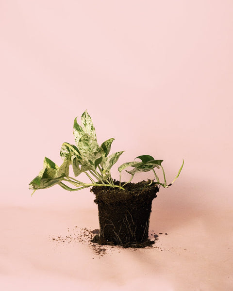 Epipremnum Albo Marble Variegata M