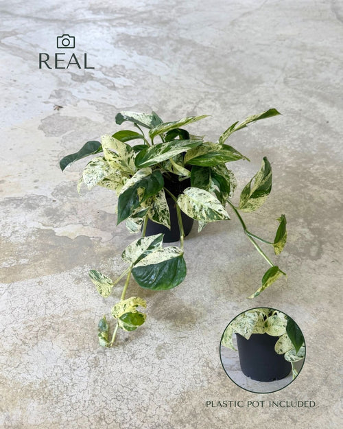 epipremnum-albo-marble-variegata-m-real