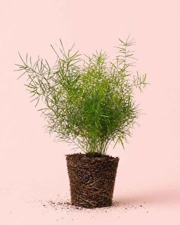 Espargo-samambaia - Asparagus Sprengeri M