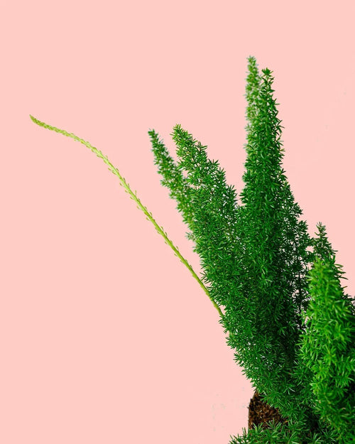 Esparraguera Meyerii M - Pur Plant