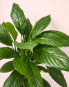 Espatifilo – Lirio de La Paz L - Pur Plant