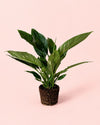 Espatifilo Variegado Diamond - Lirio de la Paz M - Pur Plant