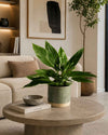 Espatifilo Variegado Diamond - Lirio de la Paz M - Pur Plant