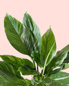 Espatifilo Variegado Diamond - Lirio de la Paz M - Pur Plant