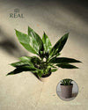 Espatifilo Variegado Diamond - Lirio de la Paz M - Pur Plant