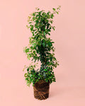 Eugenia Myrtifolia L