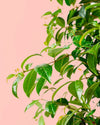 Eugenia Myrtifolia L - Pur Plant