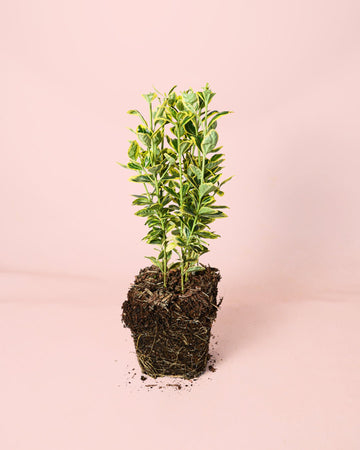 Euonymus Japonica Marieke M
