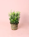 Euonymus Japonicus Albovariegatus M - Pur Plant