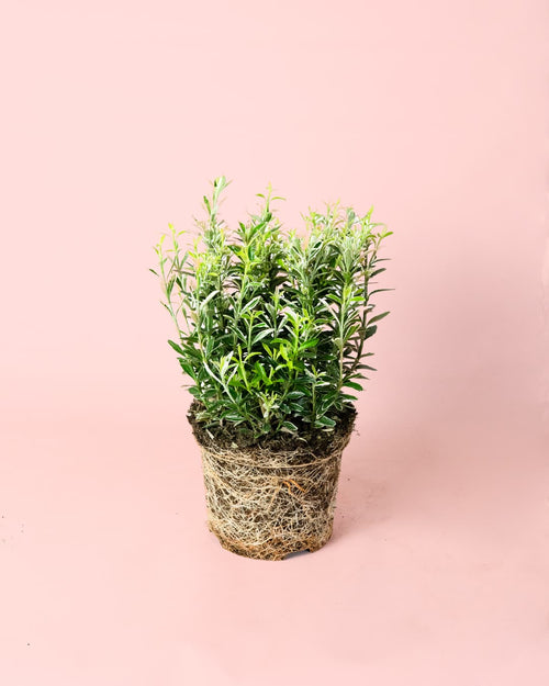 Euonymus Japonicus Albovariegatus M - Pur Plant