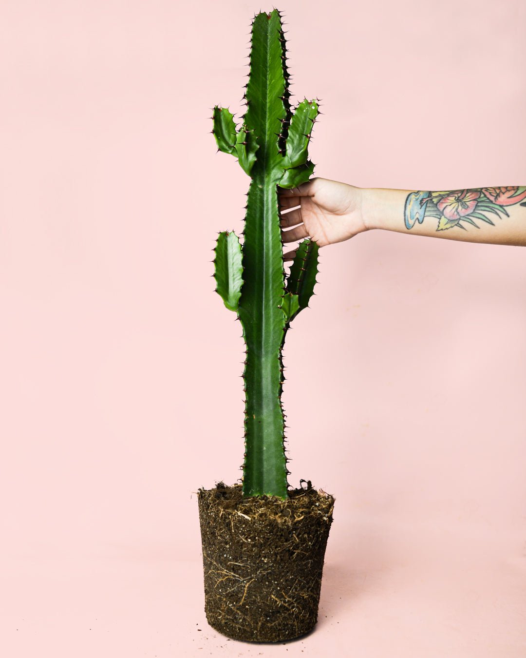 Euphorbia Acrurensis - Pur Plant