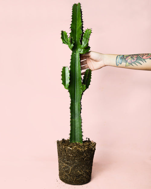 Euphorbia Acrurensis - Pur Plant