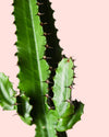 Euphorbia Acrurensis - Pur Plant