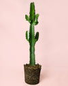 Euphorbia Acrurensis - Pur Plant
