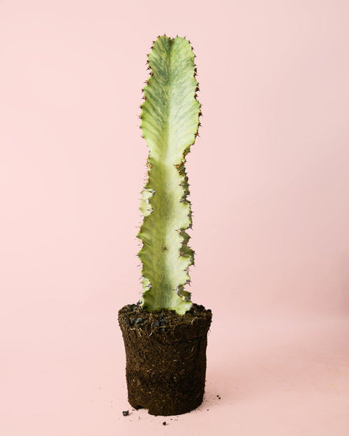 Euphorbia Cactus Variegado M - Pur Plant