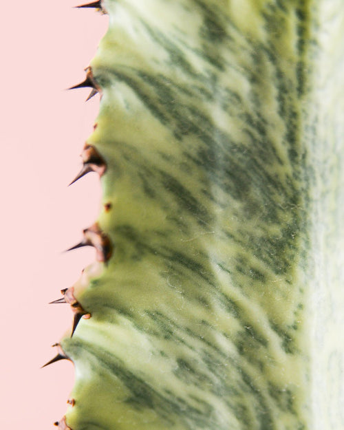 Euphorbia Cactus Variegado M - Zoom - Pur Plant