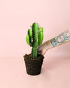 Euphorbia Ingens M - Pur Plant