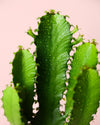 Euphorbia Ingens M - Pur Plant