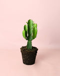 Euphorbia Ingens M