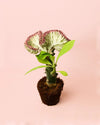 Euphorbia Lactea Mini - Pur Plant