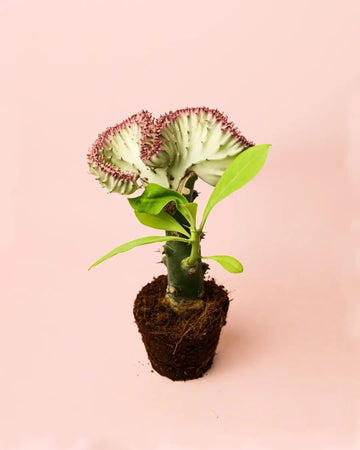 Eufórbia Lactea Mini