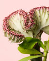 Euphorbia Lactea Mini - Pur Plant