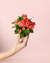 Euphorbia Milii Dark Pink Mini - Pur Plant
