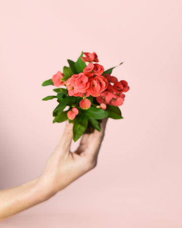 Eufórbia Milii Rosa Escuro Mini