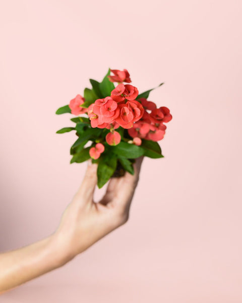 Eufórbia Milii Rosa Escuro Mini