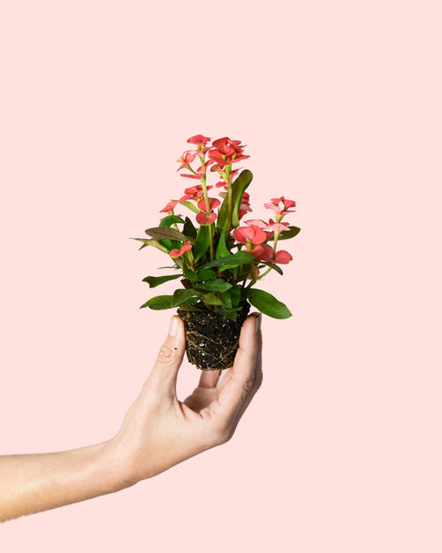 Euphorbia Milii Dark Pink Mini - Pur Plant