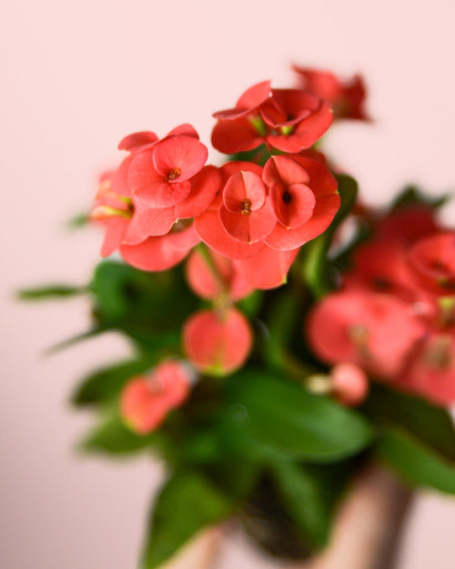 Euphorbia Milii Dark Pink Mini - Pur Plant