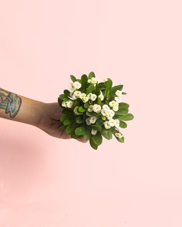 Euphorbia Milii Branca Mini