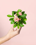Euphorbia Milli Mini Cor-de-rosa