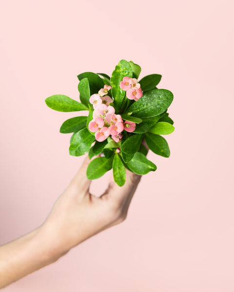 Euphorbia Milli Mini Cor-de-rosa